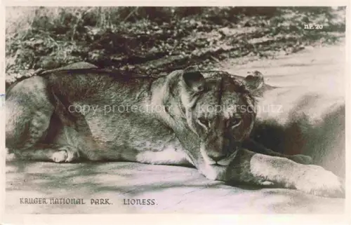 AK / Ansichtskarte Zoo Gardin Zoologique-- Kruger National Park Lioness