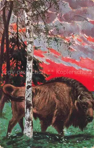 AK / Ansichtskarte Bison Bueffel Buffalo Buffle-- 