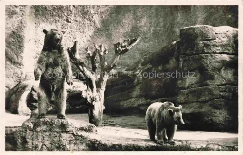 AK / Ansichtskarte Zoo Gardin Zoologique-- Roma Orso Bruno Braunbaer 