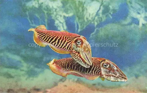 AK / Ansichtskarte Fische Fish Poissons Peces Pesci-- Aquarium de Monaco Cliehe Barba 