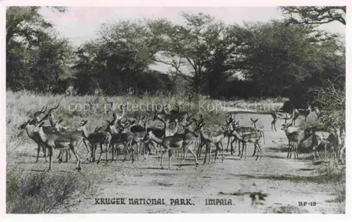 AK / Ansichtskarte IMPALA Rehe Roe Deer Chevreuil Corzo-- Kruger National Park
