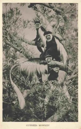 AK / Ansichtskarte TIERE Animals Animaux Animales Animali-- Guereza Monkey Chicago