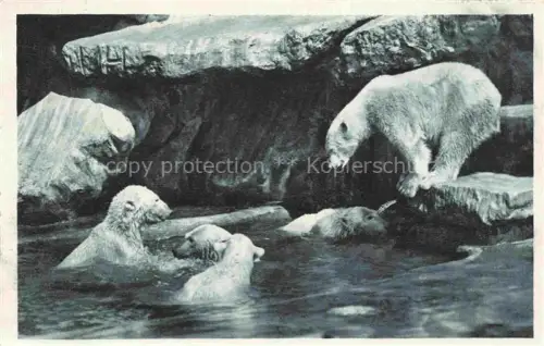 AK / Ansichtskarte Eisbaer Icebear Ours Polaire Bear Orso-- Carl Hagenbecks Tierpark Hamburg