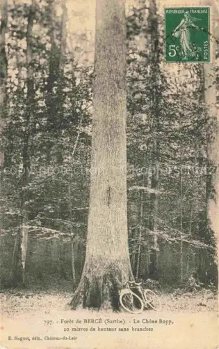 AK / Ansichtskarte Berce Foret de Jupilles LA FLECHE 72 Sarthe Le Chêne Bopp