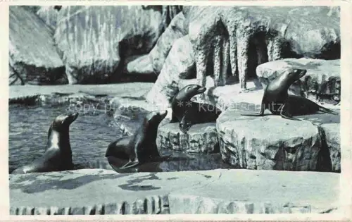 AK / Ansichtskarte Zoo Gardin Zoologique-- Seeloewen Carl Hagenbecks Tierparl