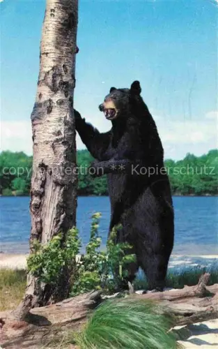 AK / Ansichtskarte Baer  Ours Orso Tiere Greetings Ellenville N.Y.