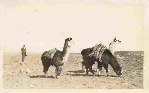 AK / Ansichtskarte Kamele  Camel Chameau-- Alpaca