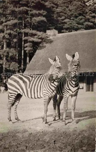 AK / Ansichtskarte Zoo Gardin Zoologique-- Zebras Wuppertal