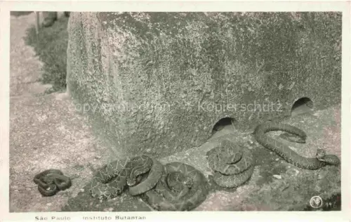 AK / Ansichtskarte SCHLANGEN Snakes Serpents Serpientes-- Sao Paulo Instituto Butantan