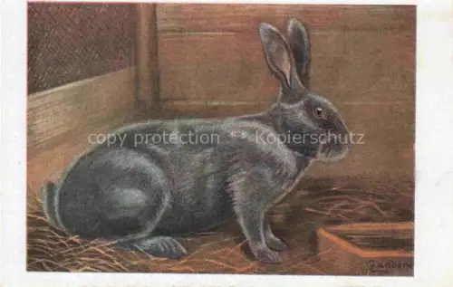 AK / Ansichtskarte Hasen -Rabbits Lapins Conejos-- Blaues Weiner Riesenkaninchen