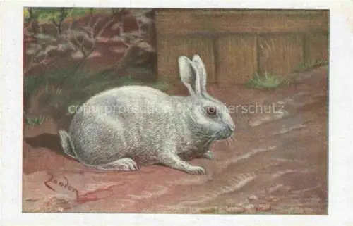 AK / Ansichtskarte Hasen -Rabbits Lapins Conejos-- Grau Silberkaninchen hell Schatiert