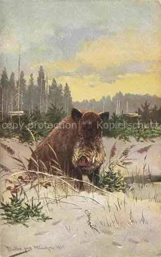 AK / Ansichtskarte Wildschwein Wild Boar Sanglier Jabali Cinghiale-- 