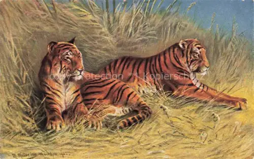 AK / Ansichtskarte Tiger  Tigre-- 