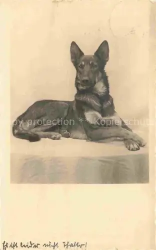 AK / Ansichtskarte Shepard Schaeferhund Deutscher German allemand-- 