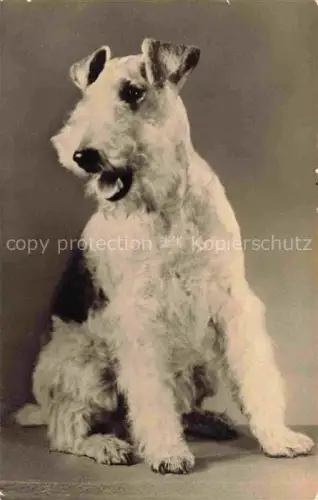 AK / Ansichtskarte HUNDE dogs chiens-- 