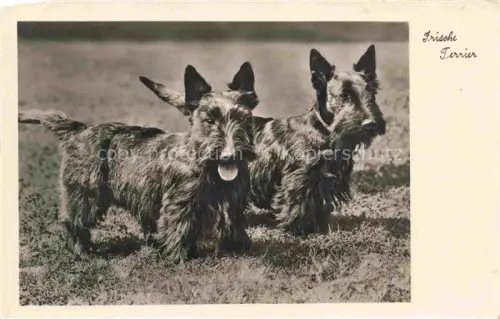 AK / Ansichtskarte HUNDE dogs chiens-- Irische Terrier 