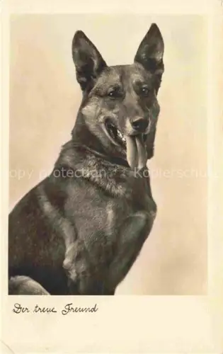 AK / Ansichtskarte Shepard Schaeferhund Deutscher German allemand-- Der treue Freund 
