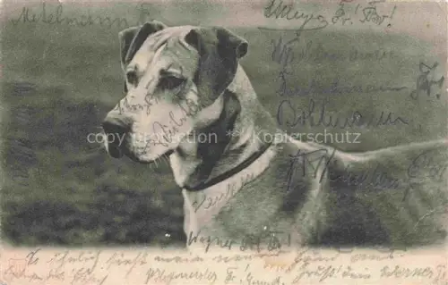 AK / Ansichtskarte HUNDE dogs chiens-- Dogge