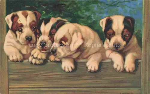 AK / Ansichtskarte HUNDE dogs chiens-- Welpen