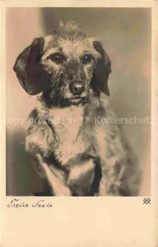 AK / Ansichtskarte HUNDE dogs chiens-- Treue Seele