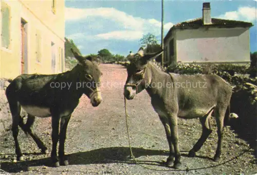 AK / Ansichtskarte Esel Donkey Ane Burro Asno Asino-- Opatija