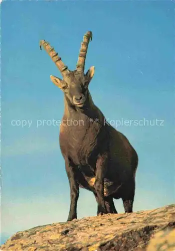 AK / Ansichtskarte Steinbock Capricorn Capricorne Capricornio-- Alpen
