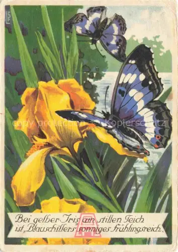 AK / Ansichtskarte Schmetterlinge Butterflies-- Gebr. Hartmann Drucksache Isis 