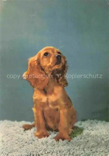 AK / Ansichtskarte Cocker Spaniel HUNDE dogs chiens-- 