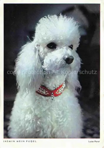AK / Ansichtskarte HUNDE dogs chiens-- Pudel Weiss 