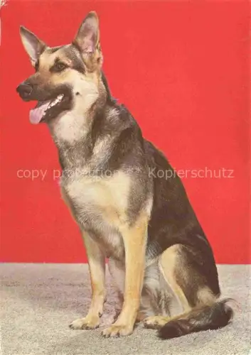 AK / Ansichtskarte Shepard Schaeferhund Deutscher German allemand-- 