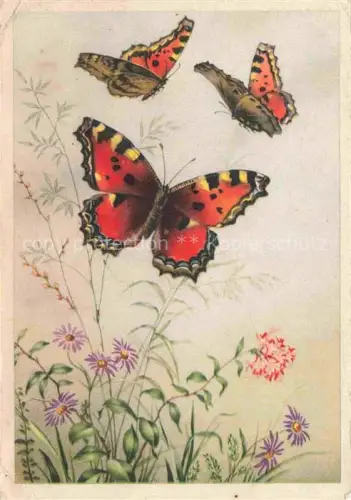 AK / Ansichtskarte Schmetterlinge Butterflies-- Bluemen