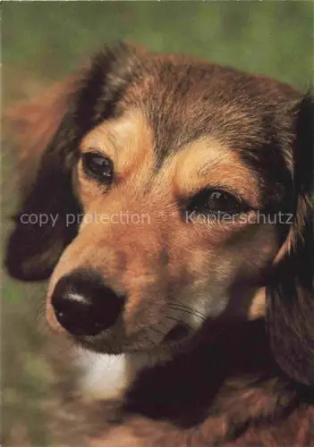 AK / Ansichtskarte HUNDE dogs chiens-- Zwergdackel Foto Greulich