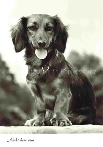 AK / Ansichtskarte Dackel Dachshund Teckel Hunde dogs Chiens Cani 