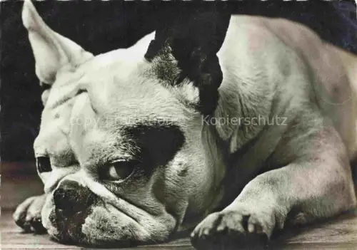 AK / Ansichtskarte HUNDE dogs chiens-- Bull Dog