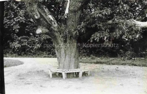 AK / Ansichtskarte Korompa Krompachy Krompach SK Bankum eine Jahrhunderte alte Eiche