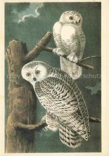AK / Ansichtskarte Eule Owl Hibou Chouette-- Snowy Owl 