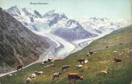 AK / Ansichtskarte Gletscher Ferner Glacier Glaciar Ghiacciaio-- Morteratsch Roseg Kuehe Schweiz Suisse 