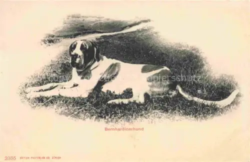 AK / Ansichtskarte Bernhardiner Hund Dog Chien 