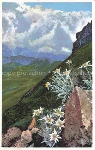 AK / Ansichtskarte Photochromie Verlag Photochromie Nr. Serie 548 Nr. 1225 Leontopodium alpinum 