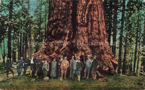AK / Ansichtskarte Baeume Trees Arbres Arboles Wald Maenner 