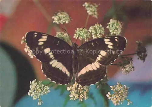 AK / Ansichtskarte Schmetterlinge Butterflies-- Spendenkarte kleiner Eisvogel 