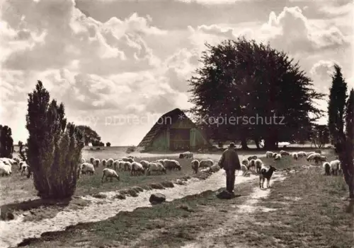 AK / Ansichtskarte Schaeferei Sheperding Bergerie-- Alter Schafstall bei Wilsede 