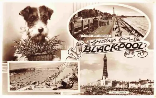 AK / Ansichtskarte BLACKPOOL  UK Hund The Tower Boating Pool