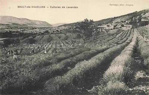 AK / Ansichtskarte Sault de Vaucluse Pernes-les-Fontaines Carpentras 84 Vaucluse Cultures de Lavandes 