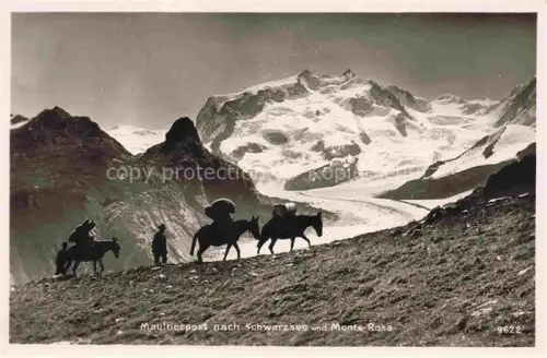 AK / Ansichtskarte ZERMATT VS Maultierpost nach Schwarzsee und Monte Rosa