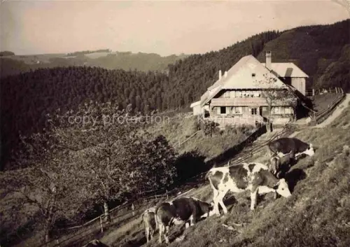 AK / Ansichtskarte Falkensteig Buchenbach Hochschwarzwald BW Wirtschaft zur Haefner Huette