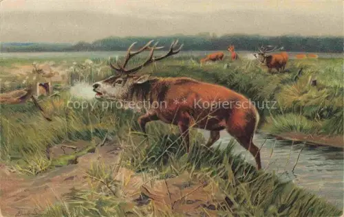 AK / Ansichtskarte VERLAG STENGEL Nr. 47000 Abgeschlagen 