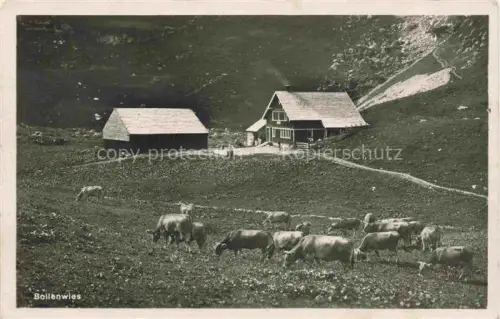 AK / Ansichtskarte Bollenwies 1471m Berggasthaus Faehlensee IR Alp Almvieh Kuehe
