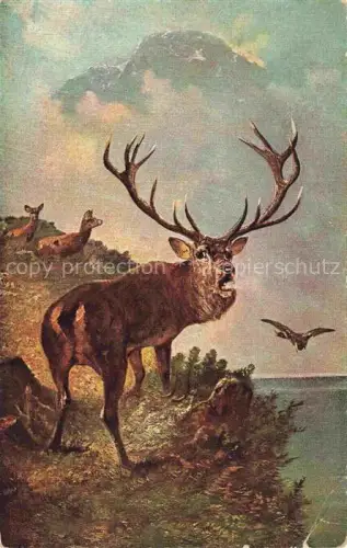 AK / Ansichtskarte Hirsch Stag Deer Cerf Ciervo-- Vogel