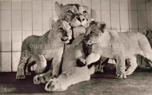 AK / Ansichtskarte Loewen Lion-- Zoologischer Garten Frankfurt am Main Jungen